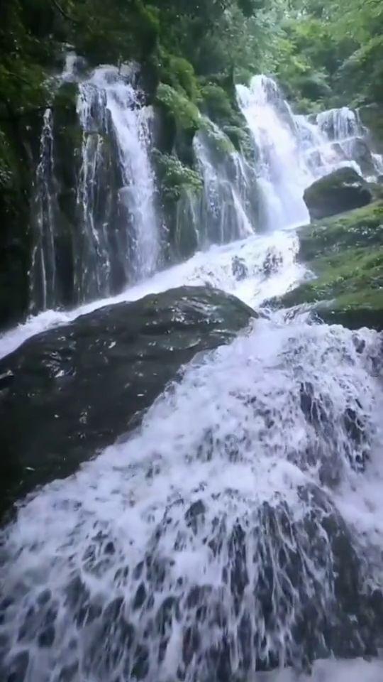 忍者鲨鱼